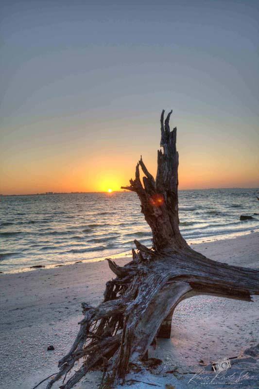Fallen Tree Trunk at Sunrise | Sanibel Island Beach Photo