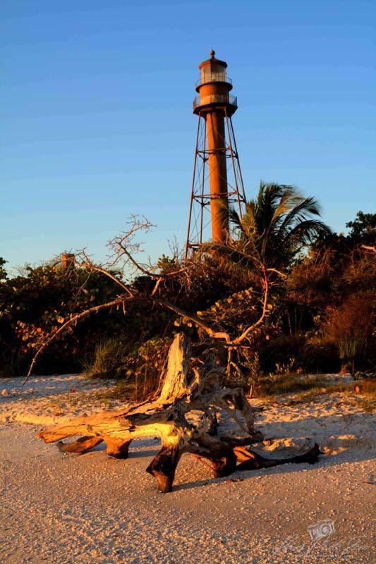 Sanibel Lighthouse with Fallen Tree at Sunrise | Florida Coast Photo