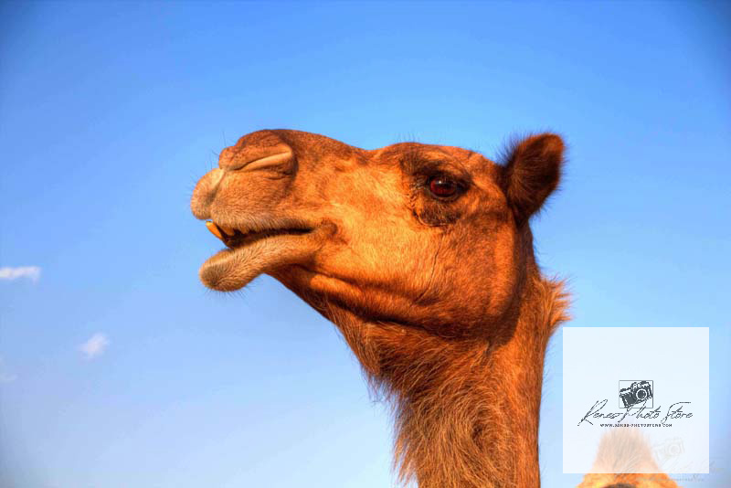 Dromedary Camel in Abu Dhabi Desert | Wildlife Portrait Photo Download