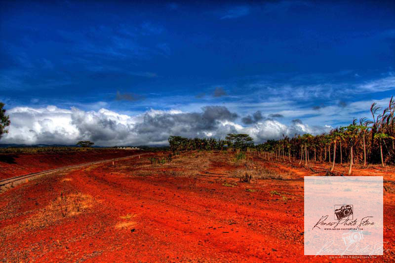 Dole Plantation Oahu Red‑Soil Landscape | Photo Download