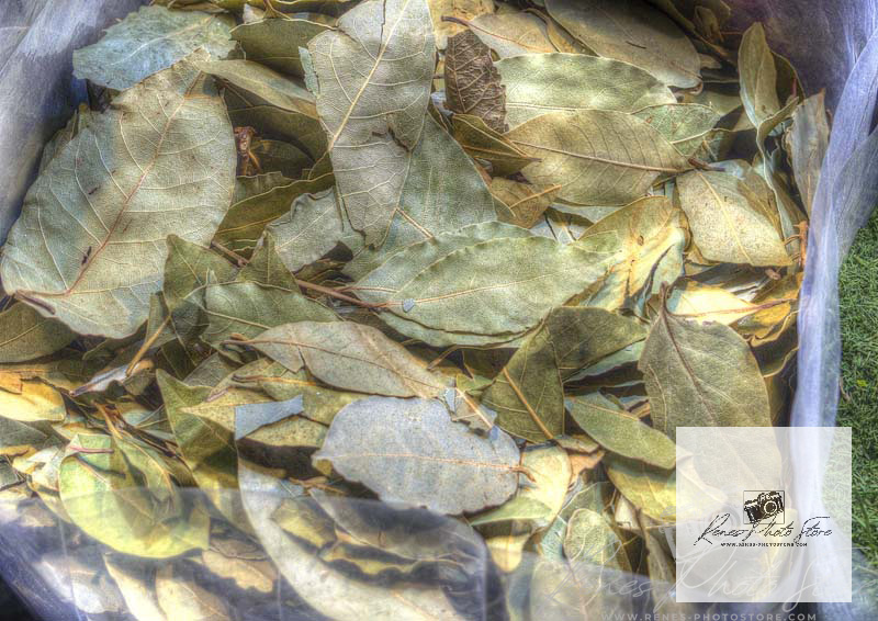 Bay Laurel Leaves at Dubai Spice Souk | Culinary Souk Photo Download