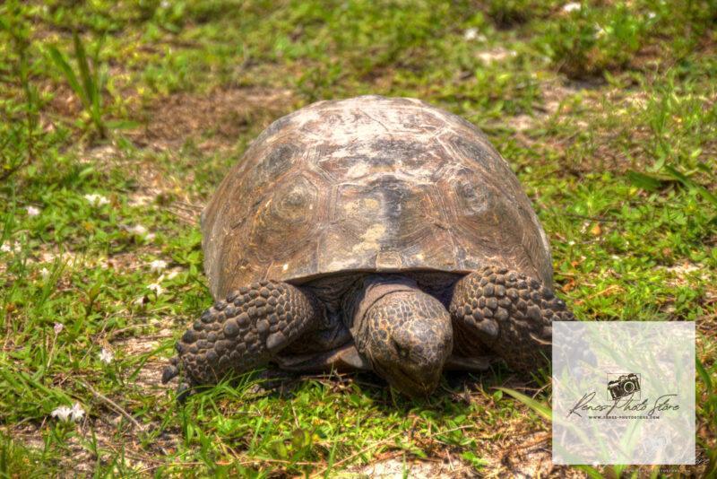 Gopher Tortoise at Bowditch Point Park in Florida | Wildlife Close‑Up Photo Download