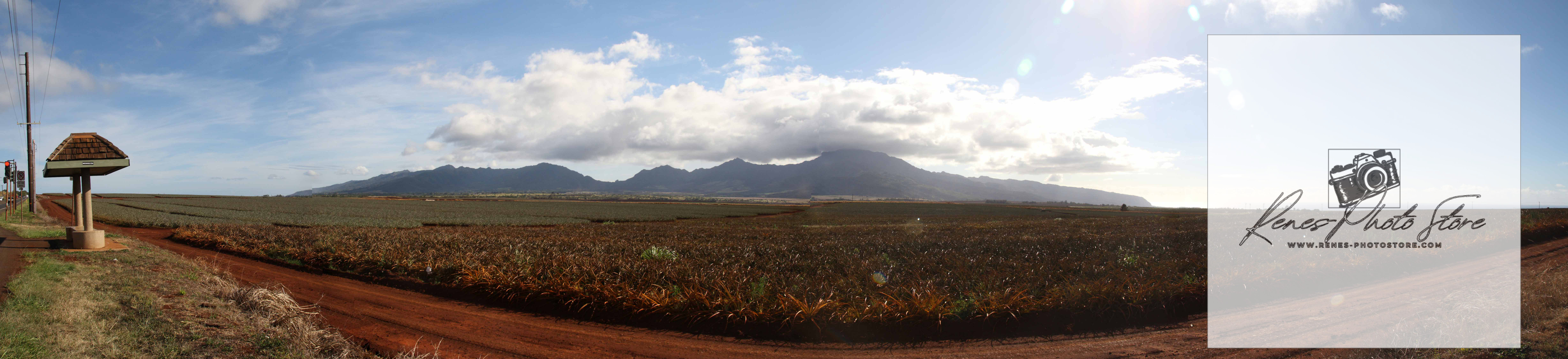 Pineapple Fields and Red Dirt Road toward Dole Plantation, Oahu | Central Valley Panorama
