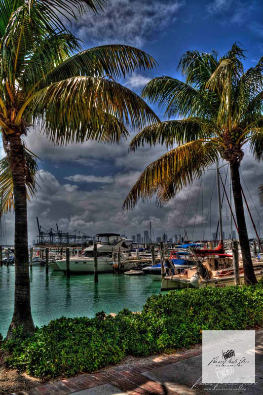 Miami Marina with Palm Framing and Skyline | Biscayne Bay Harbor Photo Download