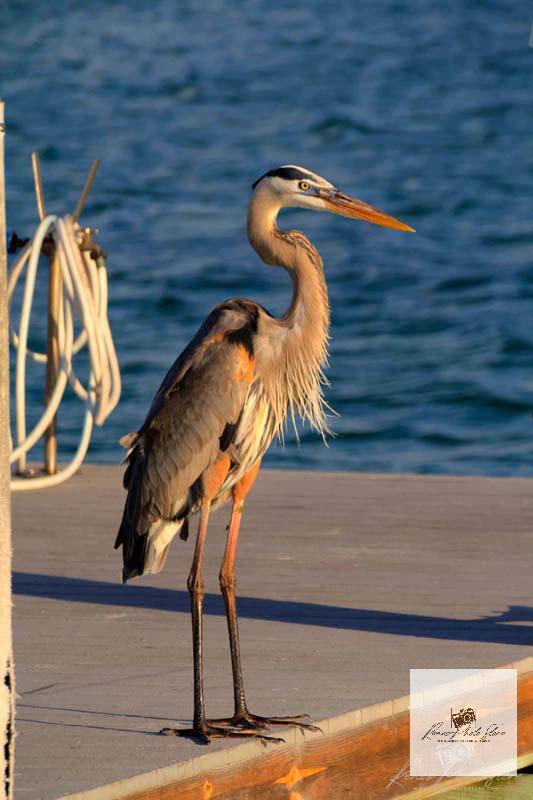 Great Blue Heron on Sanibel Island | Coastal Wildlife Photo Download