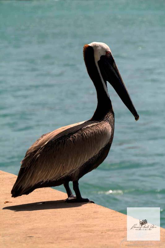 Brown Pelican on Sanibel Island | Coastal Wildlife Photo Download