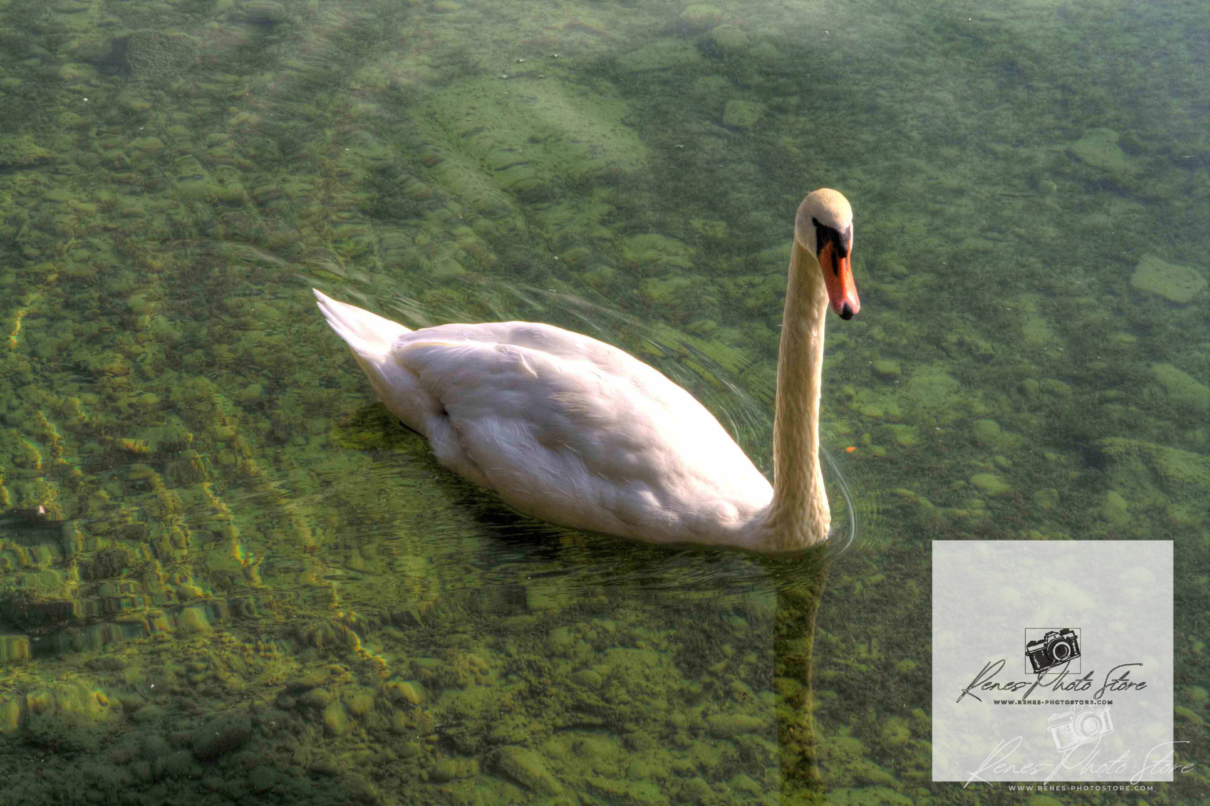 Mute Swan on Starnberger See in Bavaria | Serene Lake Wildlife Photo Download