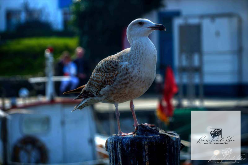 Herring Gull at Niendorf Harbor on the Baltic Sea | Coastal Wildlife Photo Download