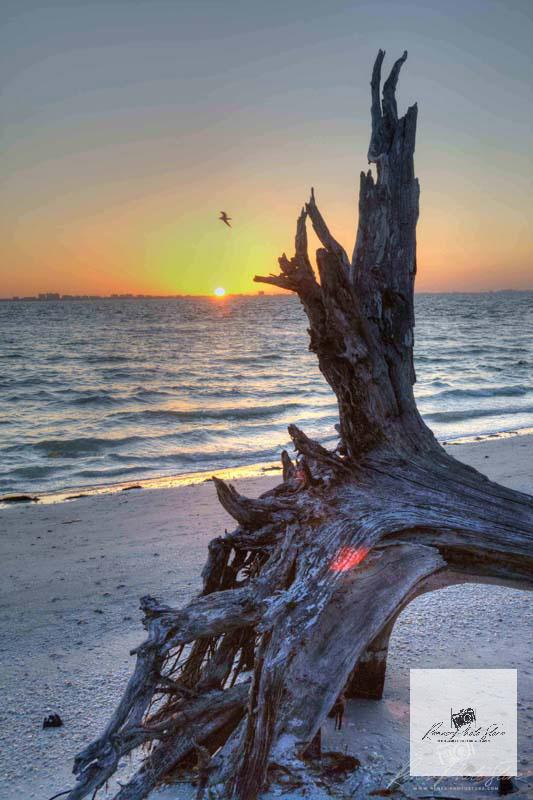 Driftwood at Sunset on Sanibel Island | Gulf Shore Seascape Photo Download