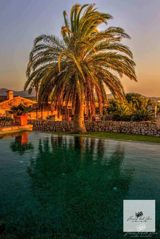 Golden Hour Palm by Finca Pool, Manacor Mallorca – Mediterranean Countryside Photo Download