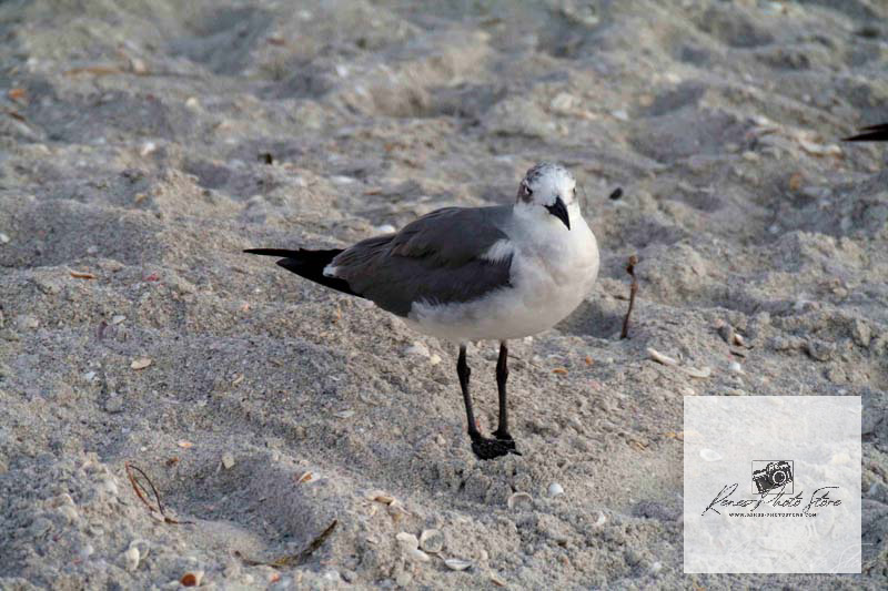Laughing Gull on Sanibel Island Beach | Coastal Wildlife Photography Download