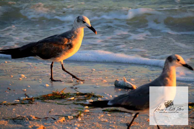 Seagulls at Sunset on Sanibel Island, Florida | Gulf Coast Wildlife Beach Photo Download
