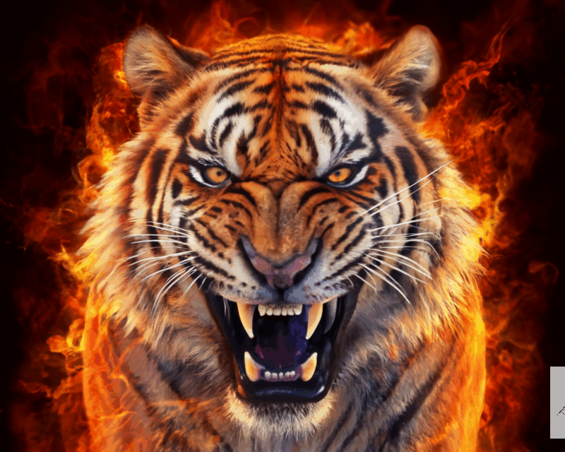 Fierce Tiger with Flames | Wildlife Fantasy Photo Download